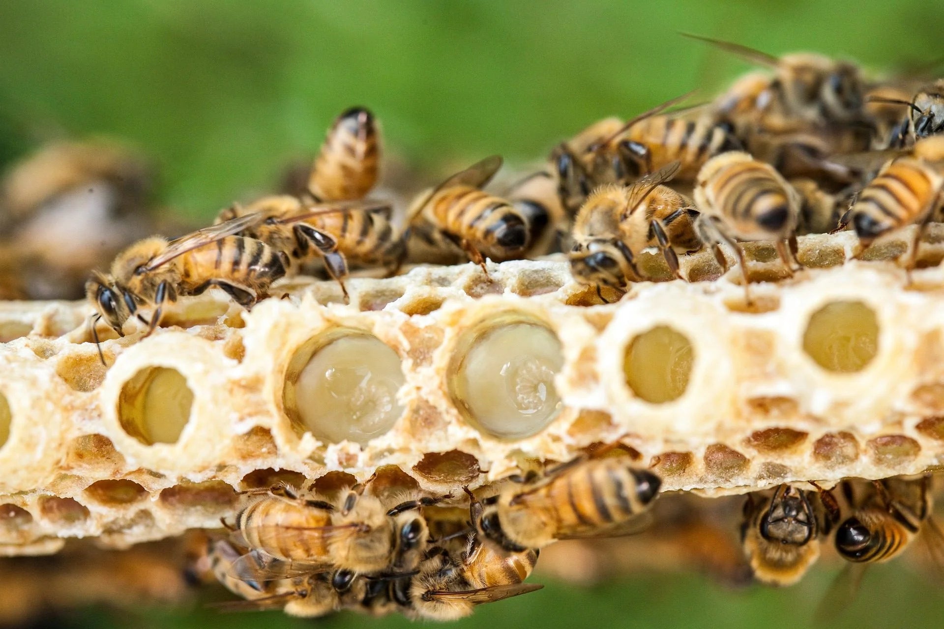 Royal Jelly Powder koninginnengelei-poeder als ingrediënt in Royal Honey
